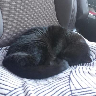 Chat